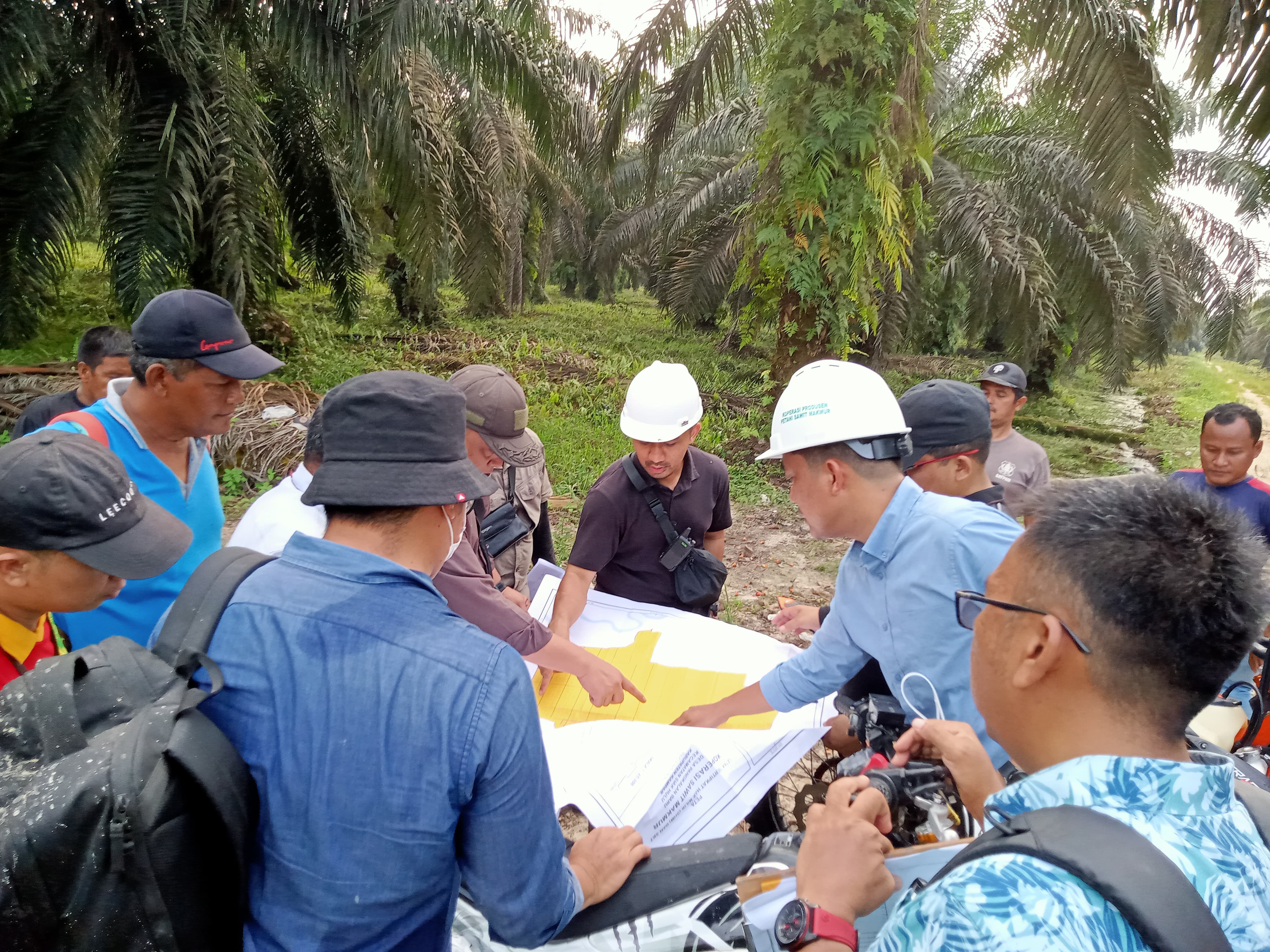 Ternyata RSPO Sudah Keluarkan Keputusan Terkait Banding PTPN IV, Begini Putusannya